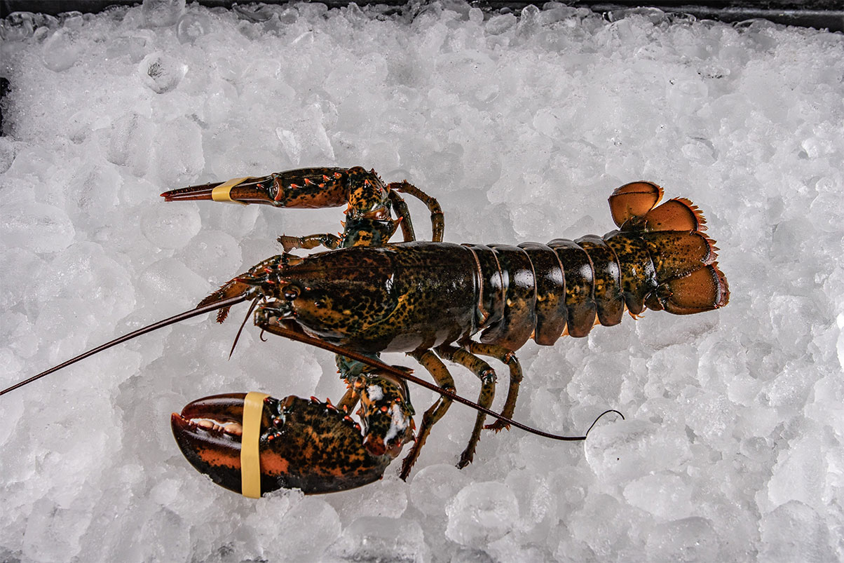 1-1_2-Lobster