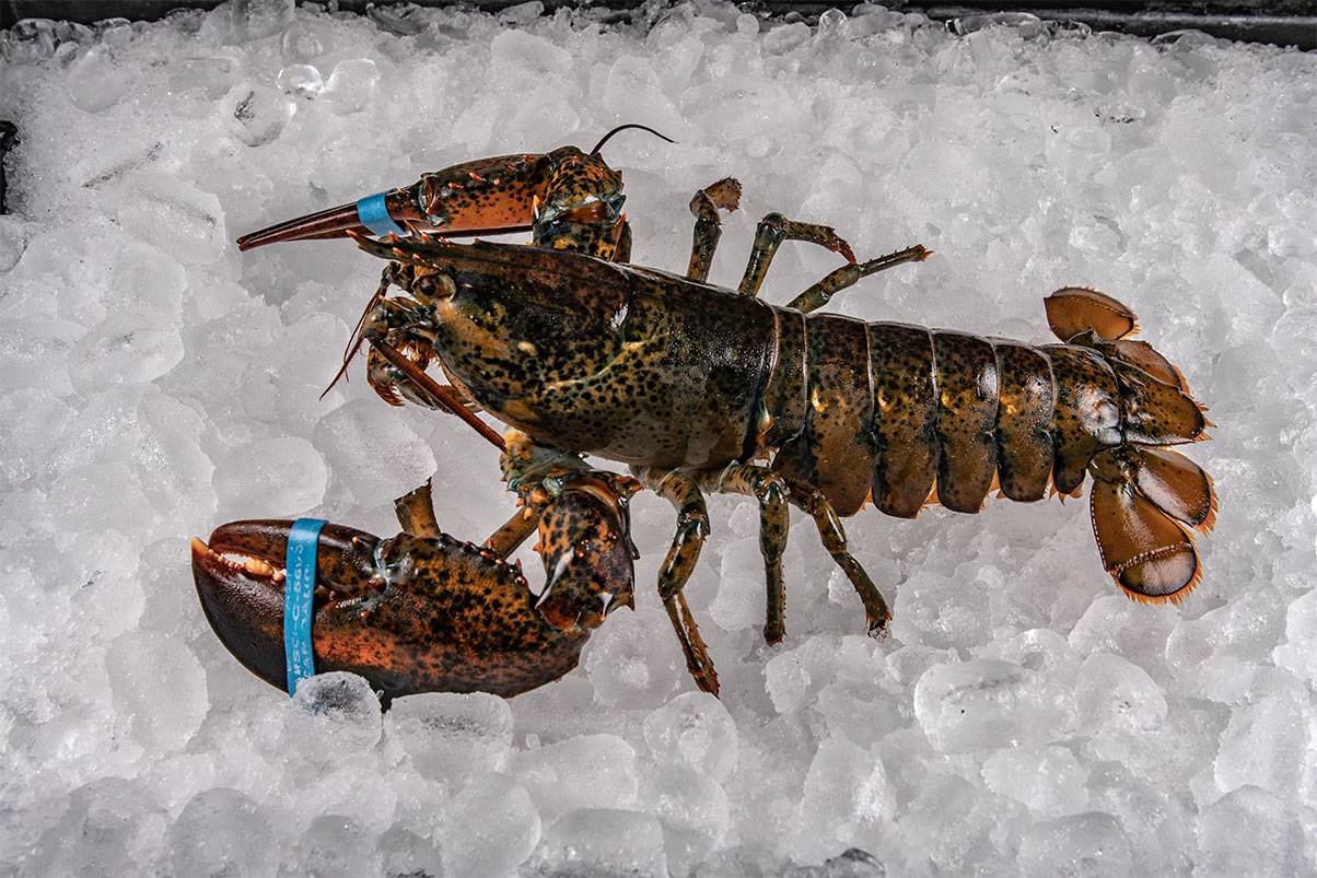 1-3_4-Lobster