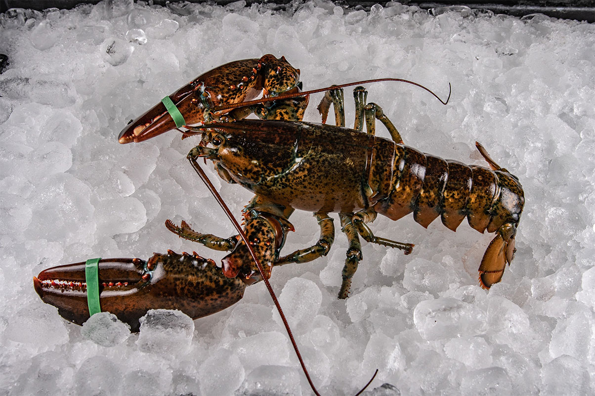 2-Pound-Lobster
