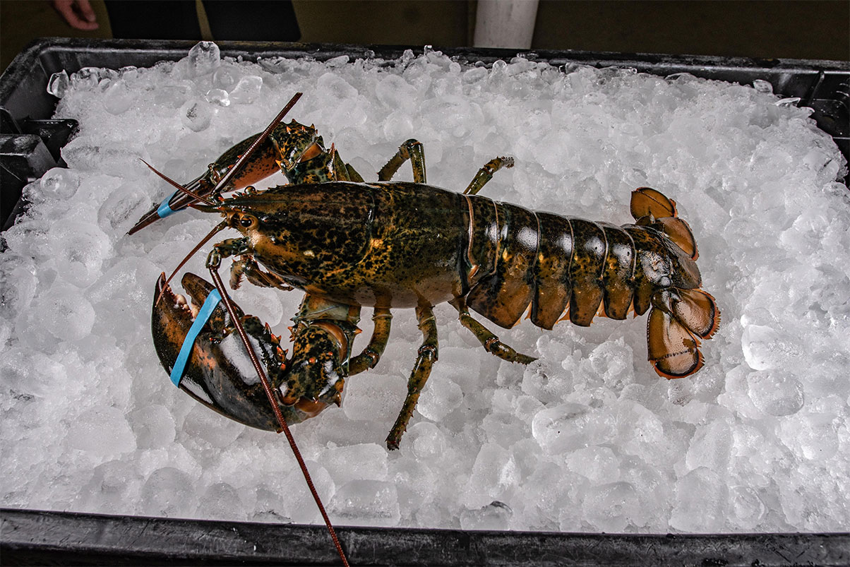 3-4-pound-Lobster