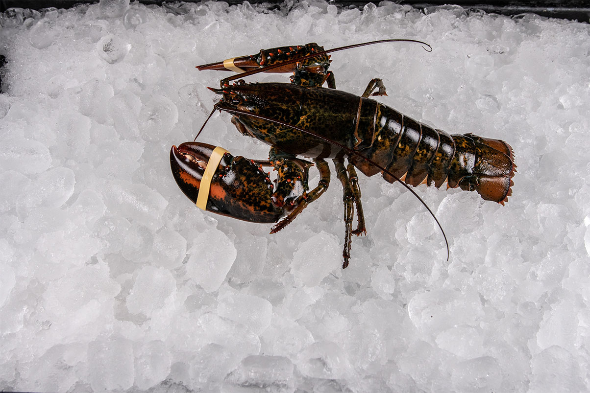 Chix-Lobster